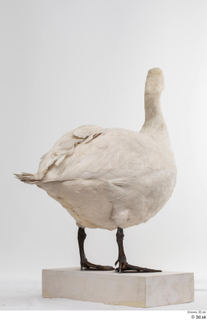 Mute swan whole body 0005.jpg